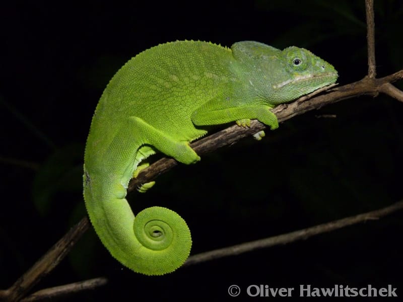 furcifer polleni 1 orig